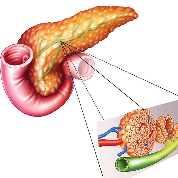 Certificate Course in Diabetes Management in Special Population